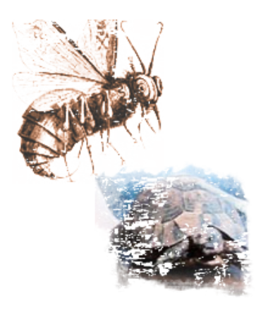 Beelzebub
