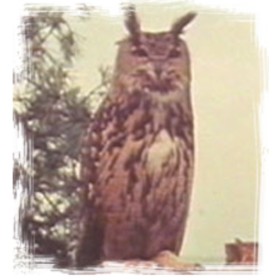 Owls